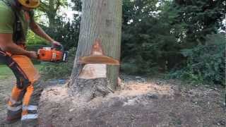 Tree Surgeons Climbersway Tree Care in Action [upl. by Aicatsana]