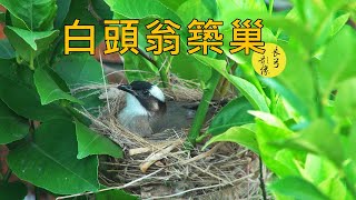 白頭翁築巢  Lightvented Bulbul [upl. by Rese]