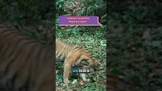 Harimau sumatra Panthera tigris [upl. by Monto444]