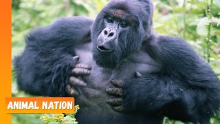 Gorillas Chest Beating  Animal Nation [upl. by Ymled]