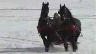 Friesian Horse Sleigh 2008 [upl. by Acinnej]