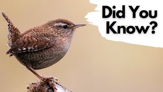 Things you need to know about WRENS [upl. by Bernard151]