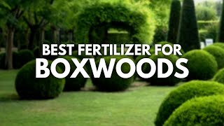 Best Fertilizer For Boxwoods  More Lush and Shine [upl. by Aurora]