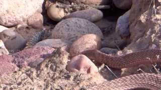 Western coach whip snake eating a baby rattler [upl. by Licko]