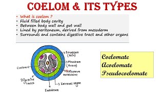 Coelom and its types  Coelomate  Pseudocoelomate  Acoelomate [upl. by Bonita]