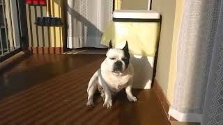 Bulldog francese dorme scorreggia e si spaventa😂😁😀french bulldog fart and gets scared [upl. by Gray]