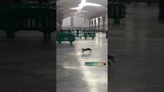 SUBHAN ALLAH  Cat In Masjid Al Nabawi While Its Raining shorts trending [upl. by Etnoek256]