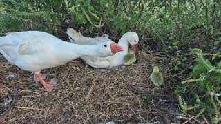 Hatching Sebastopol Goslings  Day 29 [upl. by Ahsikan]