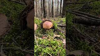 Drop your pressure cooker and take an immersive mushroom picking tour mushrooms [upl. by Rigdon]