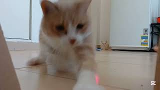 Biscuit and the laser pointer catvideos cats [upl. by Eibocaj]