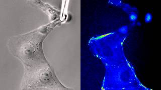 Cell stretch dependent zyxin recruitment [upl. by Euqinot]