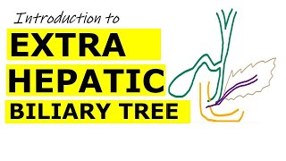 Chp22  Introduction to EXTRAHEPATIC BILIARY APPARATUS  BDC Vol2  Dr Asif Lectures [upl. by Proudfoot755]