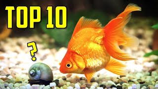 Top 10 Goldfish Tank Mates You Should Try [upl. by Leakcim]