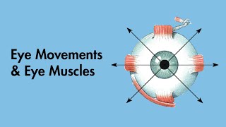 Cardinal Positions of Gaze  Eye Movements and Eye Muscles  Cranial Nerves  MEDZCOOL [upl. by Phillada728]