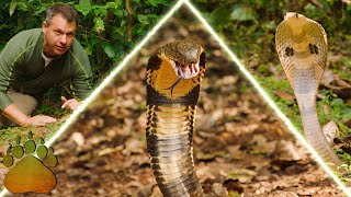 COBRA CREATURE POWERS  King Cobra vs Spectacled Cobra [upl. by Hjerpe163]