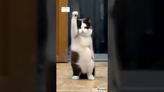 Funny animals video 🤣😂 CUTE animals dance video 😍 The Dramatic cats dogs dance 😂🤣😻🐶shortsfeed [upl. by Olvan841]