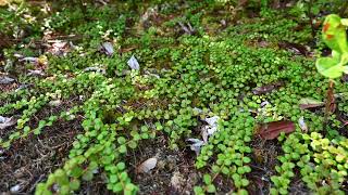 Gaultheria hispidula Creeping Snowberry [upl. by Odrarebe]