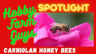 HFG Farm Animal Spotlight Carniolan Honey Bees [upl. by Ahslek]