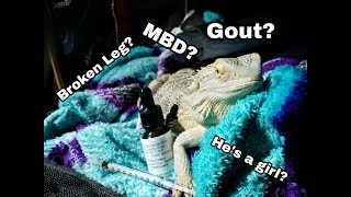 BEARDED DRAGONS FIRST VET VISIT  Treating MBD Swollen Legs [upl. by Eita]