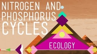 Nitrogen amp Phosphorus Cycles Always Recycle Part 2  Crash Course Ecology 9 [upl. by Leesa40]