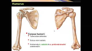 Humerus Yüksel AYDAR [upl. by Ahsitel]