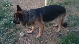 German Shepherd vs Prime Rib fyp [upl. by Anma]