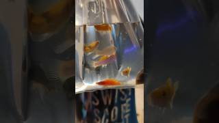 Molly fish aquarium fish fishtank shorts trending ytshorts [upl. by Atsiuqal]