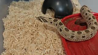 Zod doesnt have anybody to love A Western Hognose Snake Video [upl. by Akkina168]