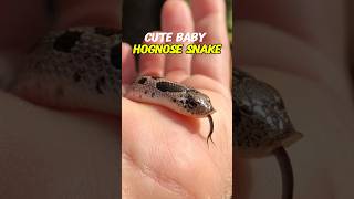 Baby Hognose Snake [upl. by Constance]