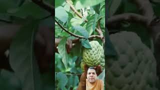 bela colheita de atemoia fruit satisfying durian jackfruit [upl. by Dareece524]