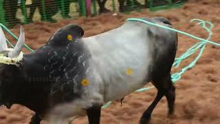 சுந்தரசோழபுரம் ஜல்லிக்கட்டு 2024 Sundara Cholapuram jallikattu PART2 [upl. by Ikcaj]