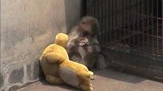 オトメちゃんとリラックマ母さん（市川市動植物園）Japanese Macaque Monkeys [upl. by Debbee]