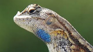 Blue Belly Lizard [upl. by Airot]