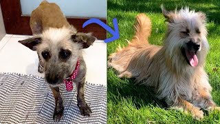 Hairless Dog Abandoned By His Family Now Dances Around With New Siblings  The Koala [upl. by Pravit623]