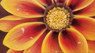 Yellow Gazania Flower LIVE Acrylic Painting Tutorial [upl. by Trela315]