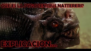 ¿Que es la Pygocentrus Nattereri EXPLICACIÓN COMPLETA [upl. by Eadrahs]