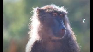 Take A Moment To Contemplate Life With This Young Baboon [upl. by Asilef]