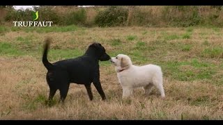 Comment rendre mon chien sociable   Truffaut [upl. by Reiser428]