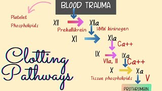 Blood Clotting ❣ The Intrinsic and Extrinsic Pathways  Easy Illustrations💃 [upl. by Aninep]