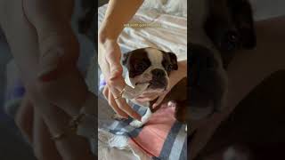 How I Clean My Dogs Teeth At Home SO EASY  Boston terrier daily dental care routine [upl. by Enrique]