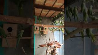 Green ringneck parrot’s Breeding colony visit parrots birds ringneckbreedingparrot egg [upl. by Haze]