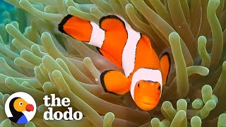 The Amazing Life Cycle Of A Clownfish  The Dodo [upl. by Tham]