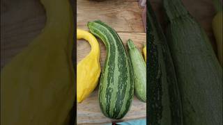 SUMMER SQUASH VARIETIES WERE GROWING THIS YEAR  2024 Connecticut Garden zone6b [upl. by Colis]