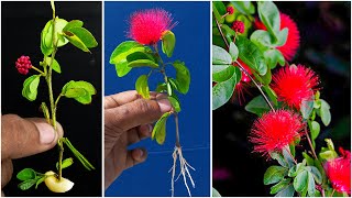 How to grow Calliandra plant from cutting  Red powder puff plant [upl. by Mcclenaghan]