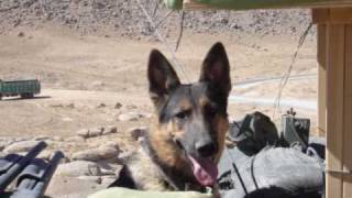 A Salute to Military Working Dogs [upl. by Ahsenet]