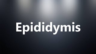 Epididymis  Medical Meaning and Pronunciation [upl. by Yeloc]