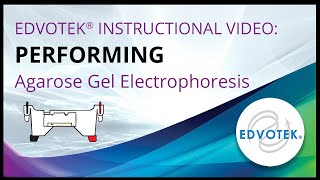 Electrophoresis  Gel electrophoresis technique  Video 22 [upl. by Lucinda]