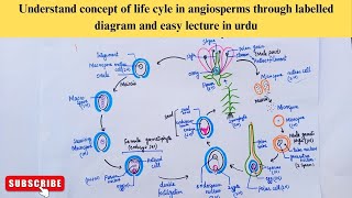 Flowering plants life cycle stages easy lecture with step by step diagrams [upl. by Timothee]