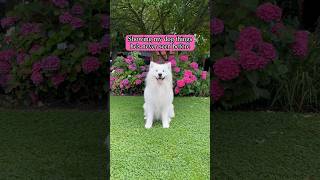 My Samoyed is weird 🤣 samoyed dog funny [upl. by Kally868]