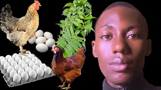 MAKE YOUR LOCAL CHICKENS TO LAY MORE EGGS EVERYDAY  USE THIS HERB [upl. by Igal129]